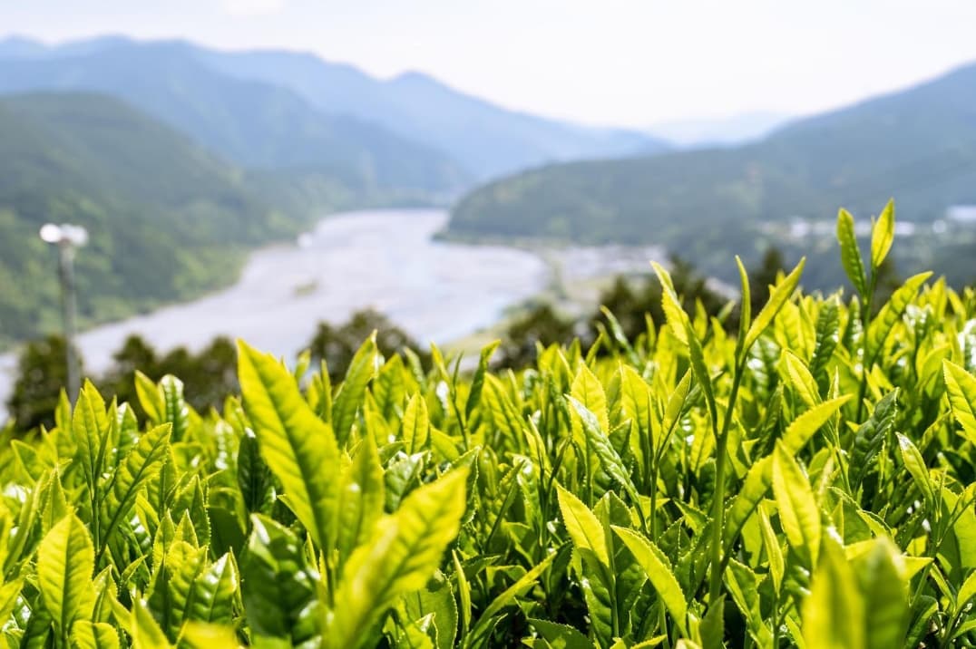 大地と空が育んだ最高のオーガニック抹茶