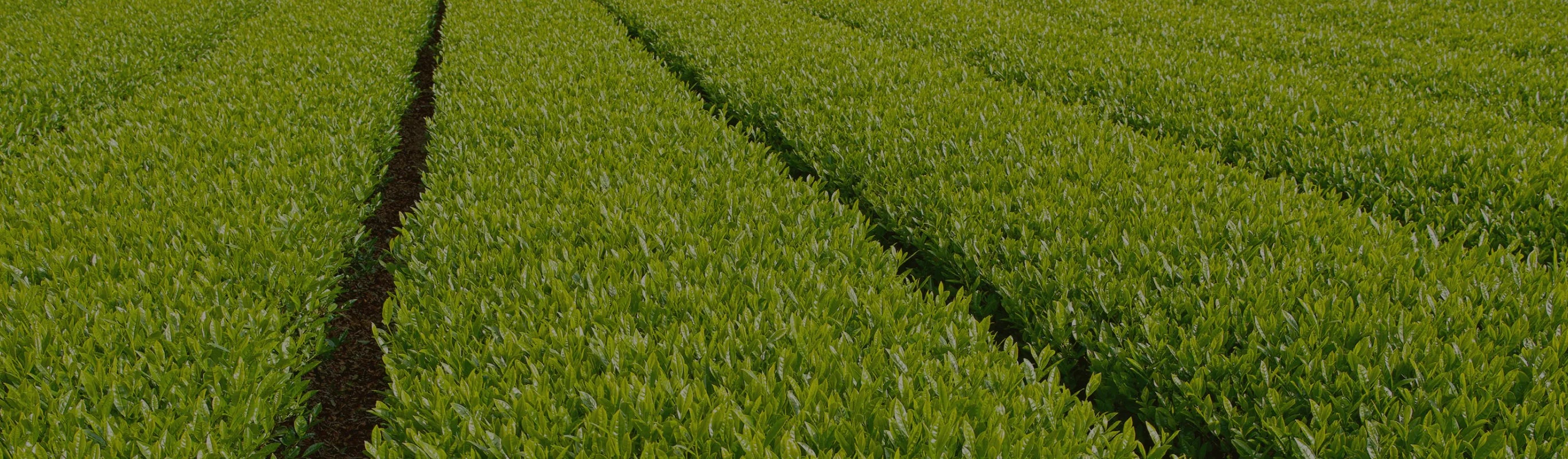三重県産抹茶